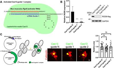 CRISPR-Cas13-Mediated Knockdown of Regulator of G-Protein Signaling 8 (RGS8) Does Not Affect Purkinje Cell Dendritic Development